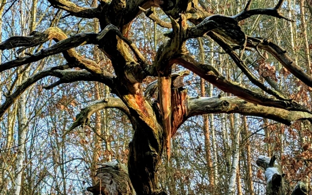 Park Krajobrazowy "Puszcza Zielonka" w zimowej scenerii, fot. Waldemar Kaiser