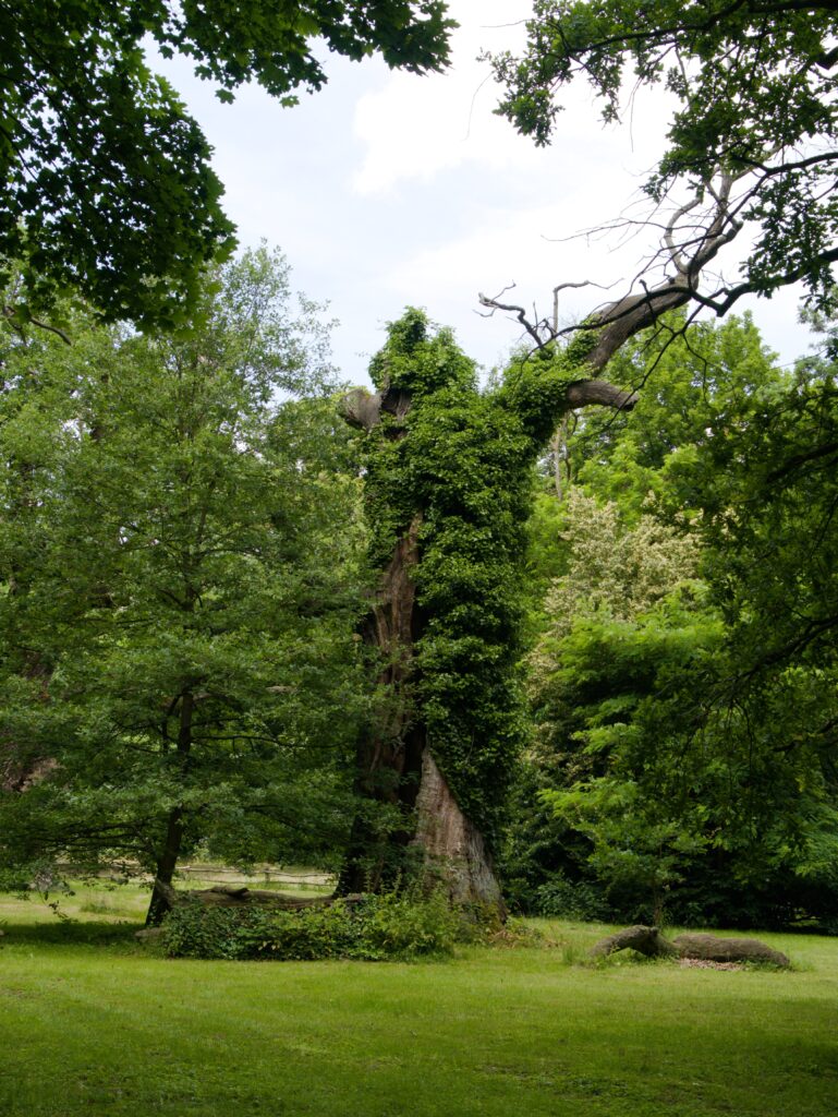 Pałac w Rogalinie, fot. Waldemar Kaiser