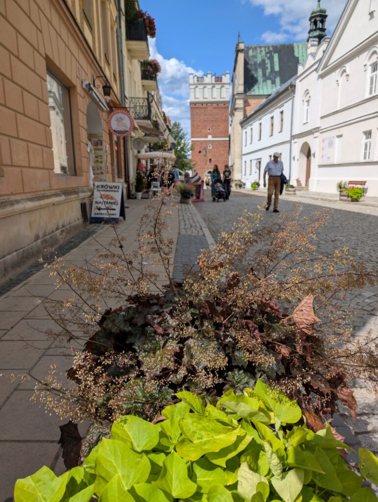 Sandomierz 2025, fot. Waldemar Kaiser