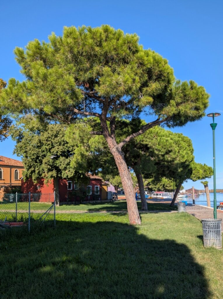 Sosny na nabrzeżu w Burano, fot. Waldemar Kaiser